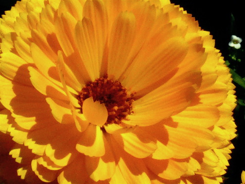 Close up picture of a huge, yellow sunflower. 